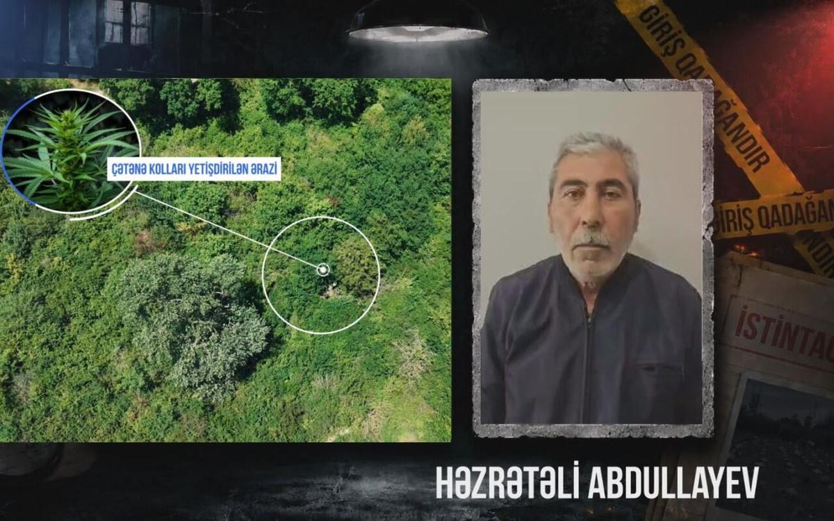 Qaxda çətənə kolları əkən şəxs saxlanılıb