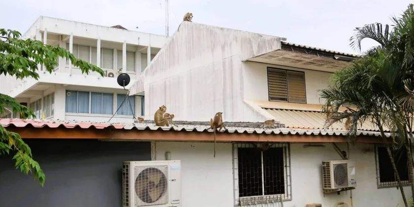Yüzlərlə meymun naməlum səbəbdən zooparkdan qaçıb Yüzlərlə meymun naməlum səbəbdən zooparkdan qaçıb